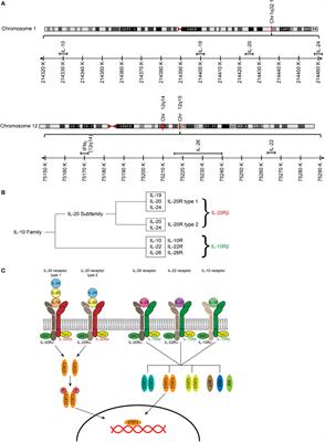 The Interleukin-20 Cytokines in Intestinal Diseases